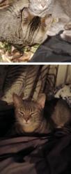 Lost Female Cat last seen 117th and grant opks, Overland Park, KS 66210