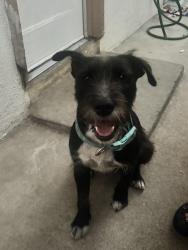 Found/Stray Male Dog last seen seen by Felipe St, Maxson Elementary School, El Monte, CA 91732