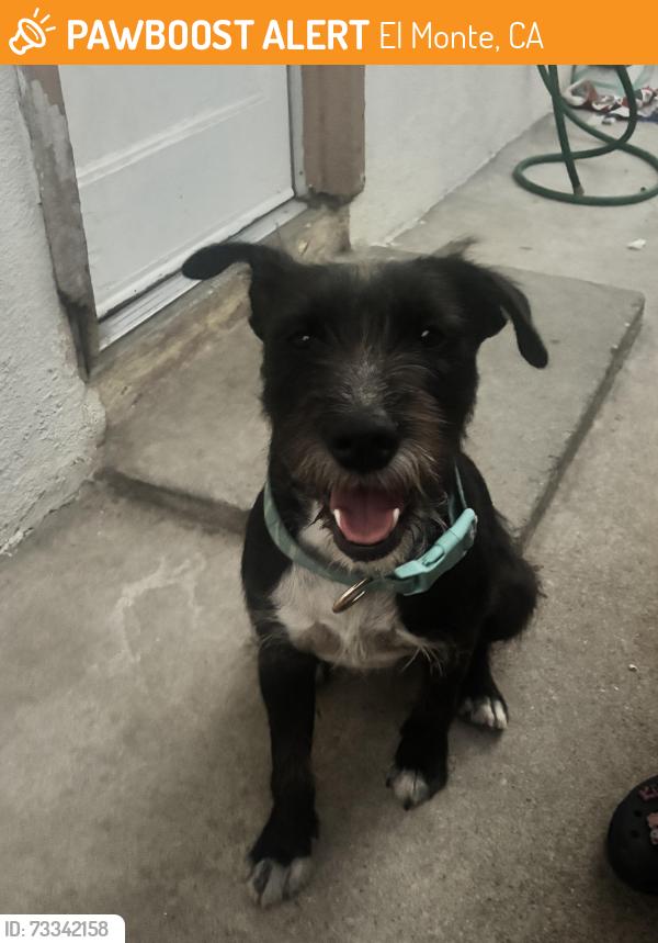 Found/Stray Male Dog last seen seen by Felipe St, Maxson Elementary School, El Monte, CA 91732