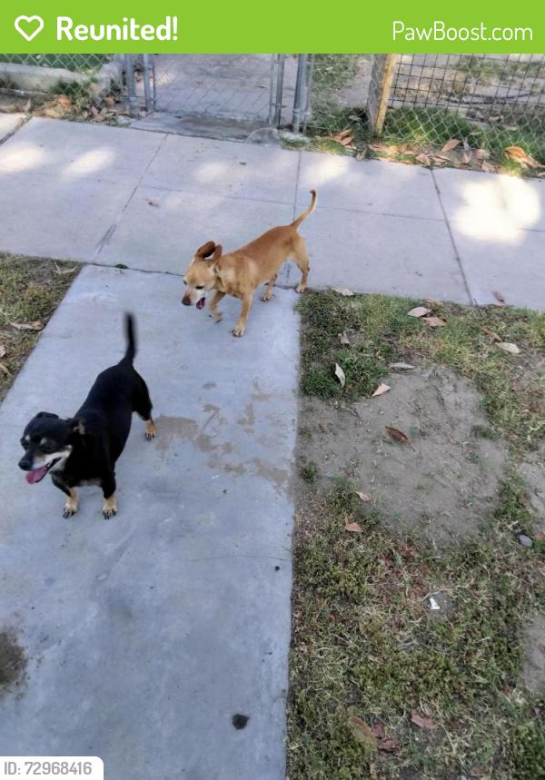 Reunited Male Dog last seen 5th and agua mansa, Colton, CA 92324