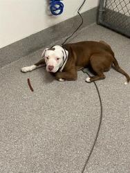 Shelter Stray Male Dog last seen Near BLOCK S 22ND ST, 3528 Newburg Rd, Louisville, KY 40218, USA