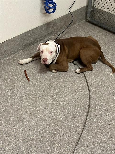 Shelter Stray Male Dog last seen Near BLOCK S 22ND ST, 3528 Newburg Rd, Louisville, KY 40218, USA