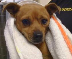 Shelter Stray Male Dog last seen PERRY AVE/46TH ST,95820, 3839 Bradshaw Rd, Sacramento, CA 95827, USA