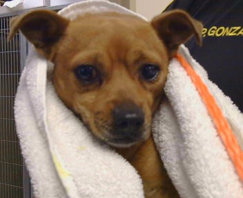 Shelter Stray Male Dog last seen PERRY AVE/46TH ST,95820, 3839 Bradshaw Rd, Sacramento, CA 95827, USA