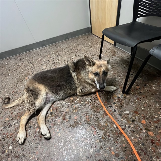 Shelter Stray Female Dog last seen S 67TH AVE & W BUCKEYE RD, 5501 E Van Buren St, Phoenix, AZ 85008, USA