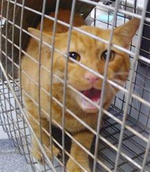Shelter Stray Male Cat last seen CHARLOTTE, 8315 Byrum Dr, Charlotte, NC 28217, USA