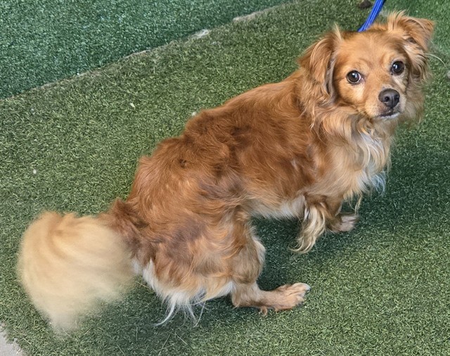 Shelter Stray Male Dog last seen , 5210 W Ave I, Lancaster, CA 93536, USA