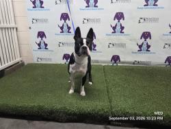 Shelter Stray Male Dog last seen , 2769 Conroy Rd, Orlando, FL 32839, USA