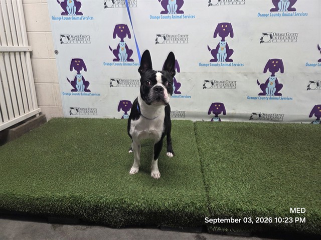 Shelter Stray Male Dog last seen , 2769 Conroy Rd, Orlando, FL 32839, USA