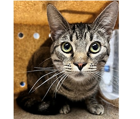 Shelter Stray Male Cat last seen , 11258 Garfield Ave, Downey, CA 90242, USA