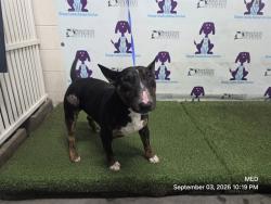 Shelter Stray Male Dog last seen , 2769 Conroy Rd, Orlando, FL 32839, USA