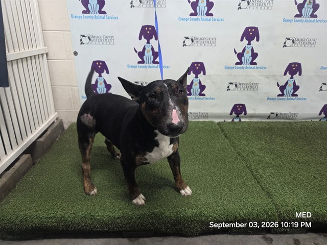 Shelter Stray Male Dog last seen , 2769 Conroy Rd, Orlando, FL 32839, USA