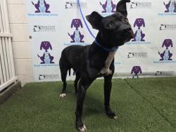 Shelter Stray Male Dog last seen , 2769 Conroy Rd, Orlando, FL 32839, USA