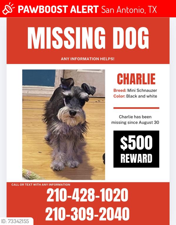 Lost Male Dog last seen Ellison dr, San Antonio, TX 78245