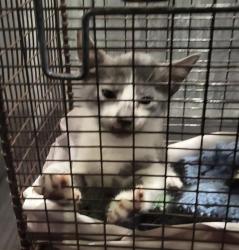 Shelter Stray Female Cat last seen Near BLOCK 181 S, 4710 TX-151, San Antonio, TX 78227, USA