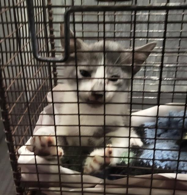 Shelter Stray Female Cat last seen Near BLOCK 181 S, 4710 TX-151, San Antonio, TX 78227, USA