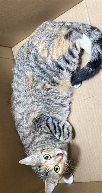 Shelter Stray Female Cat last seen Near BLOCK N ST MARYS ST, 4710 TX-151, San Antonio, TX 78227, USA