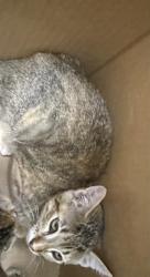 Shelter Stray Male Cat last seen Near BLOCK N ST MARYS ST, 4710 TX-151, San Antonio, TX 78227, USA