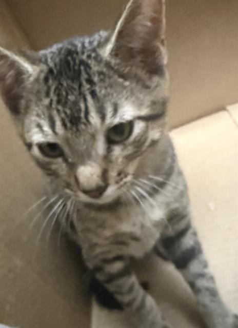 Shelter Stray Female Cat last seen Near BLOCK N ST MARYS ST, 4710 TX-151, San Antonio, TX 78227, USA