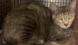 Shelter Stray Female Cat last seen Near BLOCK N ST MARYS ST, 4710 TX-151, San Antonio, TX 78227, USA