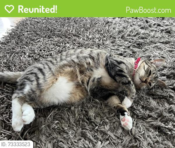 Reunited Female Cat last seen Huckleberry and Northington, Avon, CT 06001