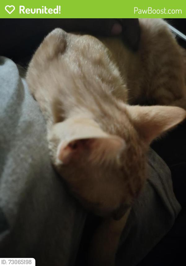 Reunited Male Cat last seen North Lindbergh, Saint Ann, MO 63074