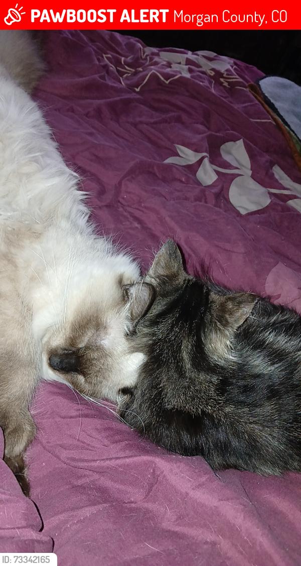 Lost Male Cat last seen County road b and our cattle pasture, Brush, CO 80723