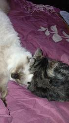 Lost Male Cat last seen County road b and our cattle pasture, Brush, CO 80723