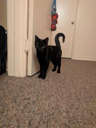 Found/Stray Unknown Cat last seen Strathearn Heights apmts, Edmonton, AB T6C 2B9