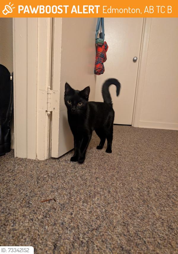 Found/Stray Unknown Cat last seen Strathearn Heights apmts, Edmonton, AB T6C 2B9