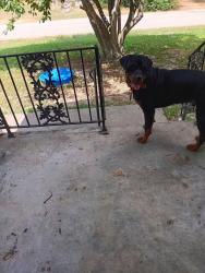 Found/Stray Male Dog last seen Overton Crossing, Memphis, TN 38127