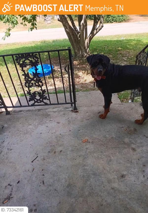 Found/Stray Male Dog last seen Overton Crossing, Memphis, TN 38127