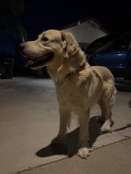 Found/Stray Male Dog last seen pigeon pass rd, swan st in moreno valley ca, Moreno Valley, CA 92557