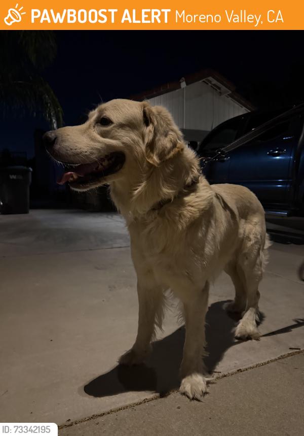 Found/Stray Male Dog last seen pigeon pass rd, swan st in moreno valley ca, Moreno Valley, CA 92557