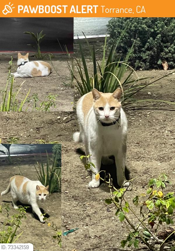 Found/Stray Unknown Cat last seen Torrance Home Depot Parking Lot, Torrance, CA 90505