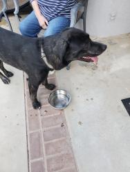 Found/Stray Male Dog last seen 50th st west Ave N8, Quartz Hill, CA 93551