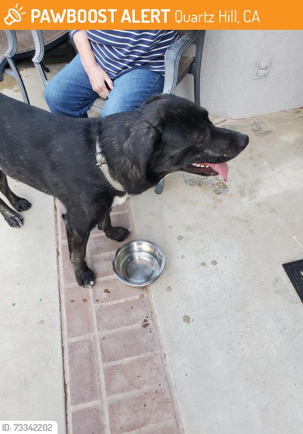 Found/Stray Male Dog last seen 50th st west Ave N8, Quartz Hill, CA 93551