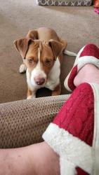 Reunited Male Dog last seen Collova Dr, Vadnais Heights, MN 55127