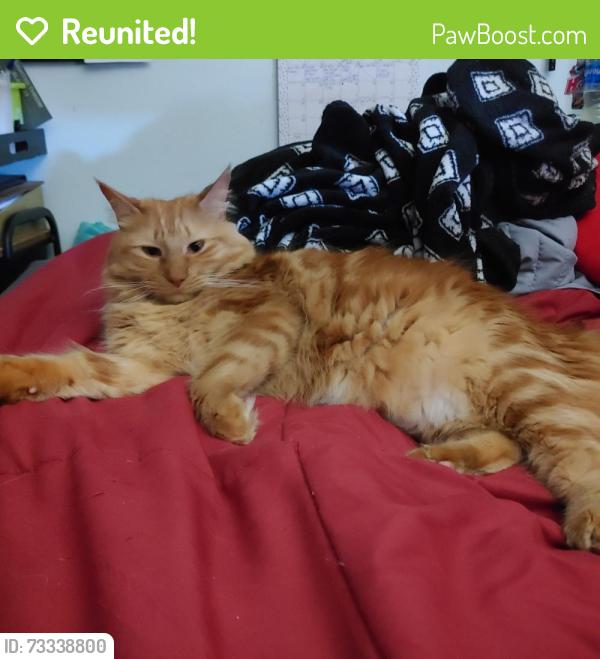 Reunited Male Cat last seen Near Burlwood St brandon fl, Brandon, FL 33511