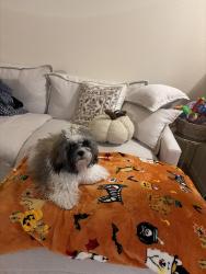 Reunited Female Dog last seen Bosa Donuts, Las Cruces, NM 88005