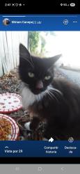 Lost Unknown Cat last seen 411hunter st West Palm 33505 Florida, West Palm Beach, FL 33405