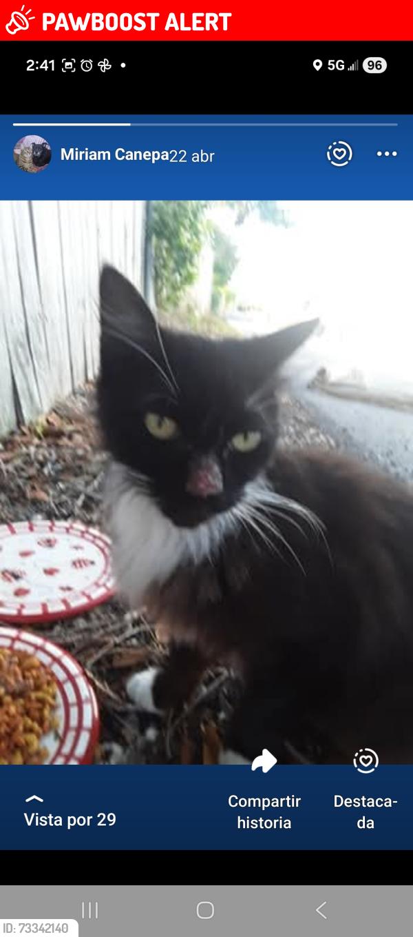 Lost Unknown Cat last seen 411hunter st West Palm 33505 Florida, West Palm Beach, FL 33405