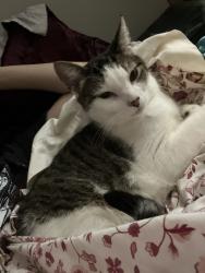 Lost Male Cat last seen Near a farm in twin lakes, Twin Lakes, WI 53181