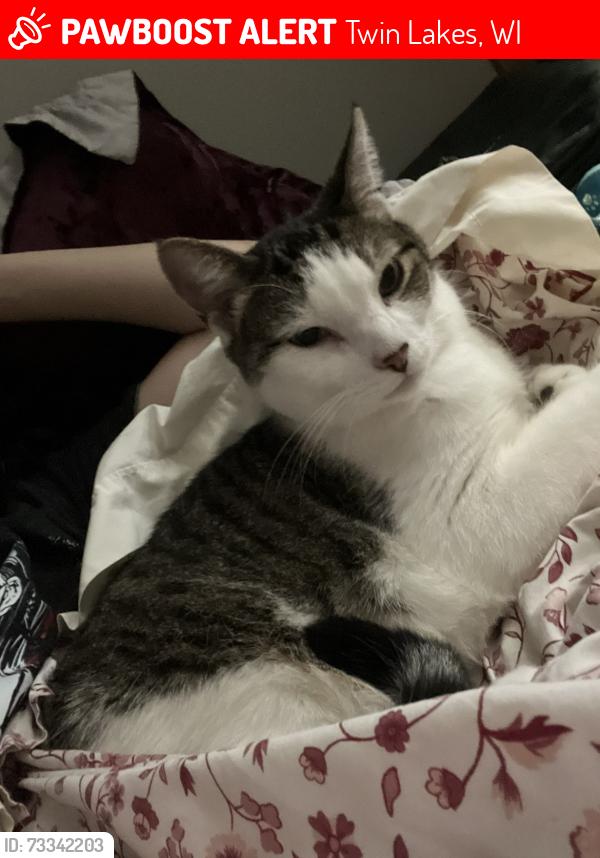 Lost Male Cat last seen Near a farm in twin lakes, Twin Lakes, WI 53181