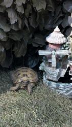 Lost Male Reptile last seen Toluka, Boise, ID 83712