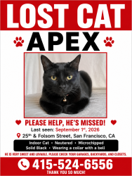Lost Male Cat last seen 25th and folsom, San Francisco, CA 94110