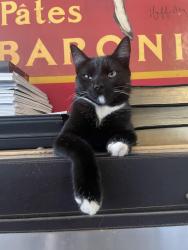 Lost Male Cat last seen San Vicente, San Diego, CA 92114