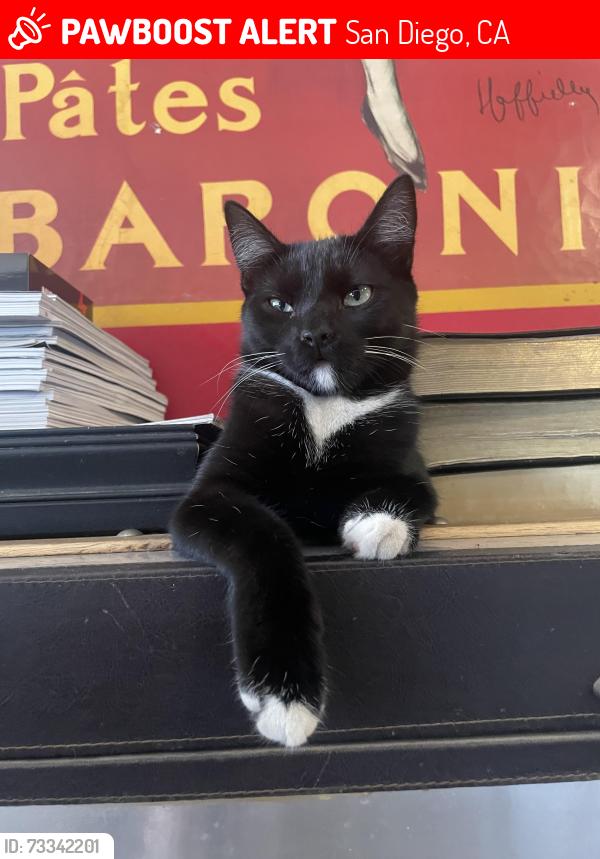 Lost Male Cat last seen San Vicente, San Diego, CA 92114