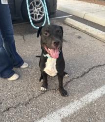 Reunited Female Dog last seen Across sonic on Valencia, Tucson, AZ 85714