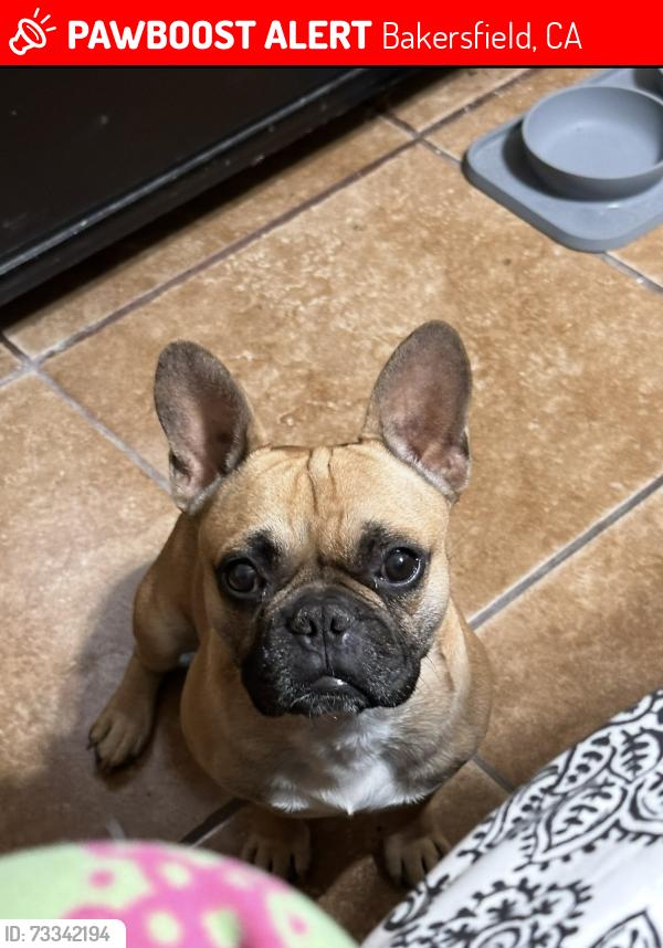 Lost Male Dog last seen Terrace Way, Bakersfield, CA 93304